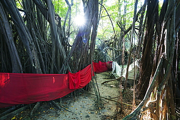 Sacred Banyan tree, Nosy Be Island, northern area, Madagascar, Africa