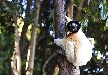 Crowned Verreaux's Sifaka (propithecus verreauxi coronatus), Nosy Iranja, northern area, Madagascar, Africa