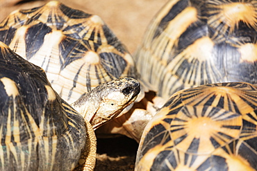 Radiated tortoise, critically endangered in the wild, Ivoloina Zoological Park, Tamatave, Madagascar, Africa