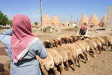 Sheep being milked in front of beehive houses built of brick and mud, Srouj village, Syria, Middle East