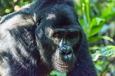 Kabukojo, dominant silver back gorilla (Gorilla gorilla beringei), Rushegura Group, Bwindi Impenetrable Forest National Park, UNESCO World Heritage Site, Buhoma, Uganda, Africa