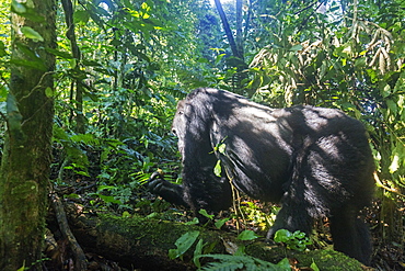 Kabukojo, dominant silver back gorilla (Gorilla gorilla beringei), Rushegura Group, Bwindi Impenetrable Forest National Park, UNESCO World Heritage Site, Buhoma, Uganda, Africa