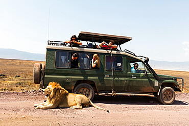 Tourists on a game drive watching a lion (Panthera leo), Ngorongoro Crater Conservation Area, UNESCO World Heritage Site, Tanzania, East Africa, Africa