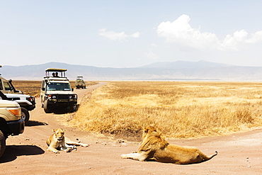Tourists on a game drive and a lion (Panthera leo), Ngorongoro Crater, UNESCO World Heritage Site, Tanzania, East Africa, Africa