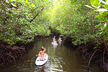 A girl on a stand up paddle board in mangrove swamp, Jozani Forest, Jozania Chwaka Bay National Park, Island of Zanzibar, Tanzania, East Africa, Africa