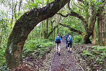 Hikers in the rain forest, Kilimanjaro National Park, UNESCO World Heritage Site, Tanzania, East Africa, Africa