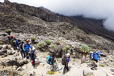 Hikers on a trail, Kilimanjaro National Park, UNESCO World Heritage Site, Tanzania, East Africa, Africa