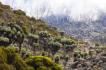 Lobelia morogoroensis plants and hikers on a trail, Kilimanjaro National Park, UNESCO World Heritage Site, Tanzania, East Africa, Africa