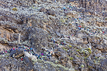 Hikers and porters on Barranco Wall, Kilimanjaro National Park, UNESCO World Heritage Site, Tanzania, East Africa, Africa