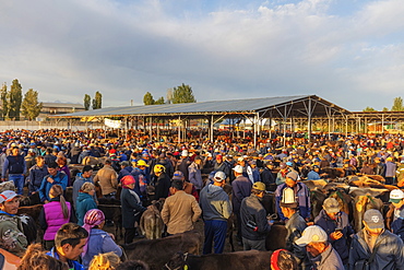 Sunday animal market, Karakol, Kyrgyzstan, Central Asia, Asia