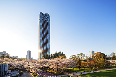 Spring cherry blossom, Roppongi, Tokyo Mid Town, Tokyo, Japan, Asia