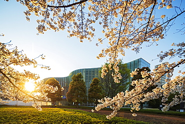 Spring cherry blossoms, The National Art center, Roppongi, Tokyo, Japan, Asia