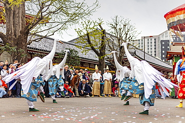 Hakucho White Swan (White Heron) festival, Sensoji Temple, Asakusa, Tokyo, Japan, Asia