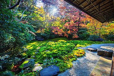 Autumn leaves at Ruriko-in temple, Kyoto, Kansai, Japan, Asia