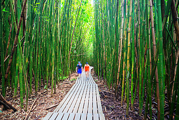 Hikers on Pipiwai trail in bamboo forest, Haleakala National Park, Maui Island, Hawaii, United States of America, North America