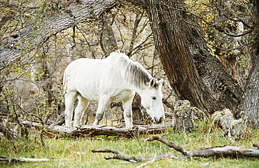 Wild horses, El Calafate, Patagonia, Argentina, South America