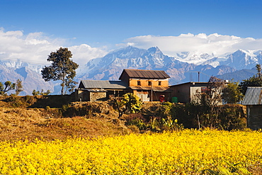 Mustard fields with the Annapurna Range of the Himalayas in the background, Gandaki, Nepal, Asia