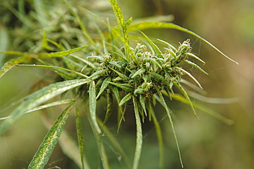 Cannabis (Cannabis Sativa) bud grown locally by villagers for recreational use, Pokhara, Nepal, Asia