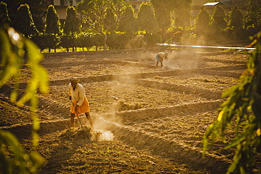 Gardener cleaning paddy fields in Swarg ashram, Rishikesh, Uttaranchal, India, Asia