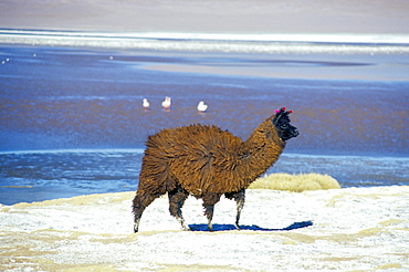 Alpaca, Lago Colorada, Uyuni, Bolivia, South America