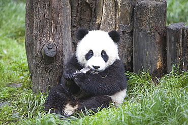 Giant Panda, Chengdu Panda breeding and reseach center, Chengdu, China