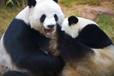 The Hong Kong Jockey Club Giant Panda Habitat, Ocean Park, Hong Kong