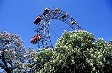 View of the giant Prater ferris wheel above chestnut trees in bloom, Prater entertainment park, Vienna, Austria, Europe