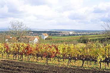 Vines at vineyard in autumn, Sidleny Wine Cellars in Milotice, Moravian Slovacko folk region, Milotice, Brnensko, Czech Republic, Europe