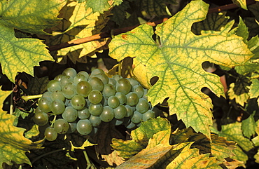 Close-up of grapes on vine near village of Sidleny u Milotic, Mutenice wine region, Moravia, Czech Republic, Europe