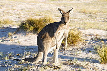 Eastern grey kangaroo (Macropus giganteus) on beach at sunrise, Ben Boyd National Park, New South Wales, Australia, Pacific