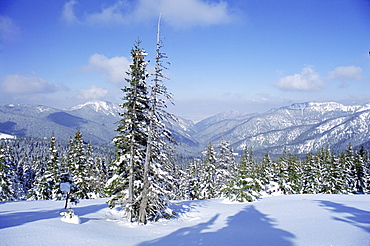 The snow covered pines form a regular pattern along a trail in the Demanovska Valley, Low Tatra Mountains, Slovakia, Europe