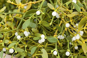 Bundle of mistletoe at stall, Christmas Market, Svornosti Square, Cesky Krumlov, Ceskobudejovicko, Czech Republic, Europe