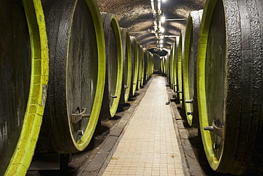 Wooden wine barrels, Rosa Coeli wine cellar, Dolni Kounice, Brnensko, Czech Republic, Europe