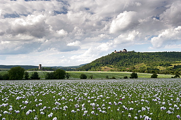 Zebrak and Tocnik castles from across a poppy field, Tocnik, Stredocesko, Czech Republic, Europe