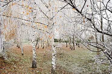 Frost-covered birch trees, town of Cakovice, Prague, Czech Republic, Europe