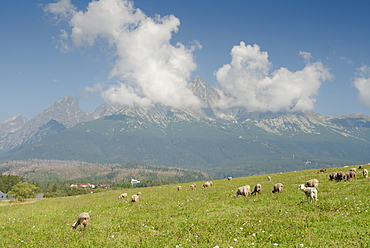 Sheep on grass plains below High Tatra Mountains, Slovakia, Europe