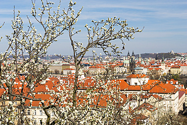 Rooftops of Lesser Town (Mala Strana) and Old Town through spring blossom, Prague, Czechia, Europe