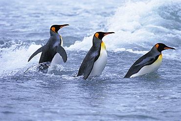 King penguins coming ashore, Fortuna Bay, South Georgia, South Atlantic