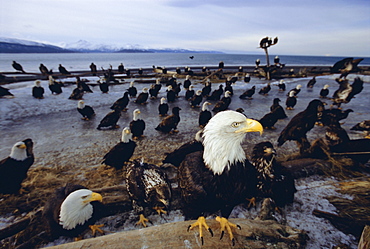 Bald eagles (Haliaetus leucocephalus) in February, Alaska, USA, North America
