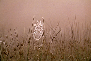 Spiders web covered in dew on autumn morning in September, Kent, England, United Kingdom, Europe