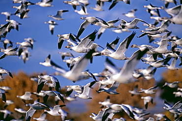 Snow (Anser caerulescens) and Ross's geese, large flock in winter, at Bosque Del Apache, New Mexico, United States of America, North America