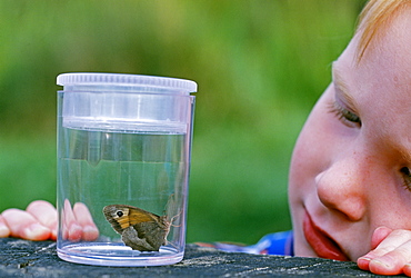 Young boy looking at butterfly, Kent, England, United Kingdom, Europe