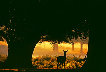 Fallow deer (Dama dama), doe silhouetted along forest track at dawn in autumn, New Forest, Hampshire, England, United Kingdom, Europe