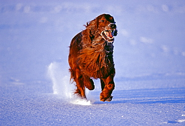 Red setter running across frozen lake, Finland, Scandinavia, Europe