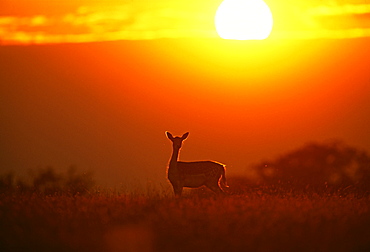 Fallow deer (Dama dama), doe at sunset, New Forest, Hampshire, England, United Kingdom, Europe