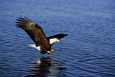 Bald eagle (Haliaetus leucocephalus) in February, Alaska, USA, North America