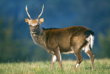 Sika stag (Cervus nippon) in autumn, United Kingdom, europe