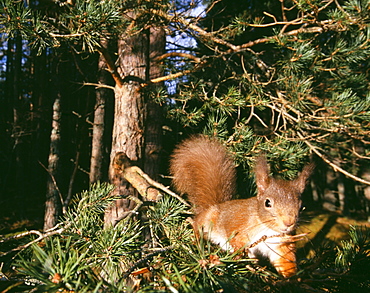 Red squirrel ( Sciurus vulgaris), Cairngorm National Park, Strathspey, Scottish Highlands, Scotland, United Kingdom, Europe