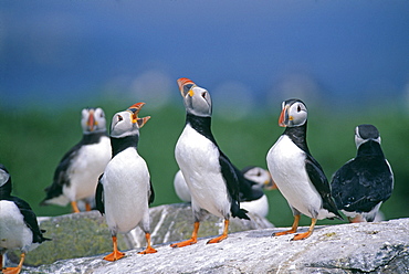 Puffin (Fratercula arctica), displaying, Inner Farne, Farne Islands, Northumberland, England, United Kingdom, Europe