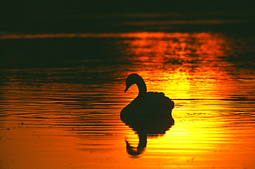 Mute swan (Cygnus olor), silhouetted at dawn, Richmond Park, London, England, United Kingdom, Europe